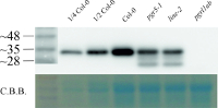 PGRL1 | PGR5-like protein 1A (chloroplastic) in the group Antibodies Plant/Algal / Photosynthesis / Electron transfer at Agrisera AB (Antibodies for research) (AS19 4311)
